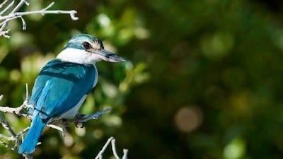 The white-collared kingfisher lives only in the mangroves of Kalba and two small sites in Oman.