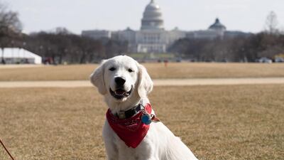 Bixbi, a 6-month-old Golden Retriever puppy, walking a long the National Mall in front of the US Capitol building. Willy Lowry / The National.