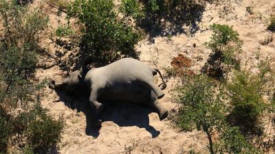 Aerial view of the carcass of one of the approximately 350 elephants that have been found dead for unknown reasons in the Okavango Delta area, near the town of Maun, northern Botswana. This unprecedented death toll for the pachyderms does not appear to be related to poaching, as their coveted ivory tusks are still attached to the corpses. Authorities are performing various tests to determine the cause of death. EPA