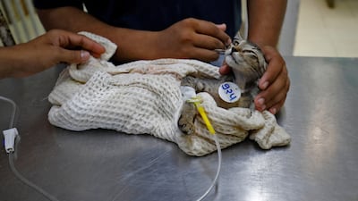 The Jivdaya Charitable Trust is treating birds and animals for dehydration, disorientation, fractures and other injuries due to the searing heat. Reuters
