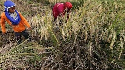 The volatility in raw materials has affected the profits of Agthia. Above, farmers harvest rice in Indonesia. Enny Nuraheni / Reuters