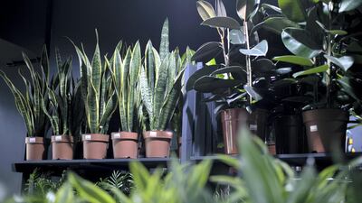 A selection of indoor plants at the newly opened Dubai Garden Center in Jumeira 1. Reem Mohammed / The National