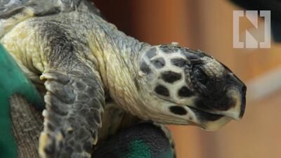 Willy Lowry / The National