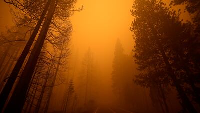 Highway 89, with trees burnt by the Dixie fire on one side and untouched on the other, near the town of Greenville, California. Reuters