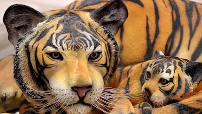 A family of tigers are part of the collection of props. Chris Whiteoak / The National