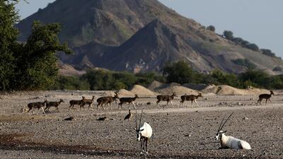 A heard Axis deer on the move in the background as Arabian Oryx rest.