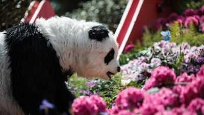LONDON, ENGLAND - MAY 22: A performer in a panda costume performs in the Silk Road Garden at the Chelsea Flower Show on May 22, 2017 in London, England. The prestigious Chelsea Flower Show, held annually since 1913 in the Royal Hospital Chelsea grounds, is open to the public from the 23rd to the 27th of May, 2017. (Photo by Jack Taylor/Getty Images)