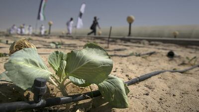 With 80 per cent of the UAE’s land being classified as desert, crop farming would be highly dependent on irrigation, which is a near impossibility. Silvia Razgova / The National