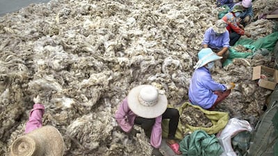 About half of China's wool imports from Australia are processed and re-exported to Europe, America and Japan. Kevin Frayer / Getty Images