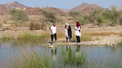 The creatures were put under the microscope and genetic analysis was carried out to examine the relationship between different types of water flea. Photo: Prof Waleed Hamza