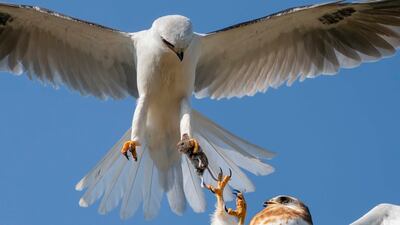 'Up for Grabs' by Jack Zhi (US). Category: Highly commended, Behaviour - Birds. Photo: Natural History Museum