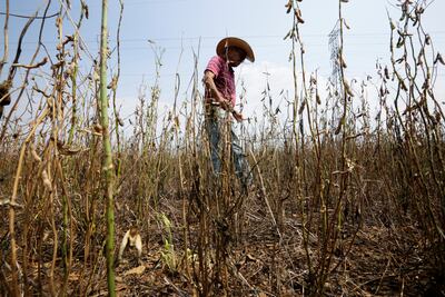 Paraguay faces the worst soy harvest in a decade due to a drought. Reuters