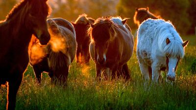 Icelandic horses walk in their paddock at a stud farm in Wehrheim near Frankfurt, Germany. AP