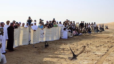 Owners let their falcons free in a flying competition at the 2011 International Festival of Falconry in Al Ain. Ravindranath K / The National