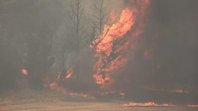 Flames engulf trees near Bet Shemesh. AFP
