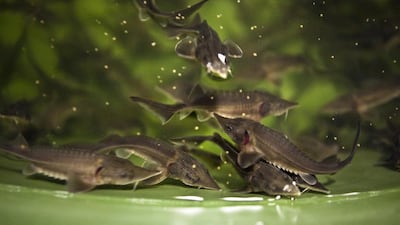 Young sturgeon at Emirates AquaTech in Mussafah. The farm in Abu Dhabi will have a maximum annual production capacity of 35 tonnes of caviar and 700 tonnes of sturgeon meat. Silvia Razgova / The National