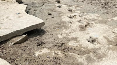 The tracks that were recently found belong to a theropod called Acrocanthosaurus and a sauropod called Sauroposeidon. Photo: Dinosaur Valley State Park