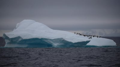 A group of chinstrap penguins walk on top of an iceberg floating near Lemaire Channel, Antarctica. REUTERS