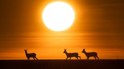 Deer run at sunrise over a field on the border of the Hannover region and the district of Hildesheim in Laatzen, northern Germany. AFP