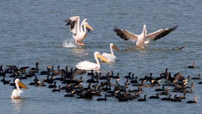 Great white pelicans are pictured at a reservoir in Mishmar HaSharon, north of the Israeli city of Tel Aviv. AFP
