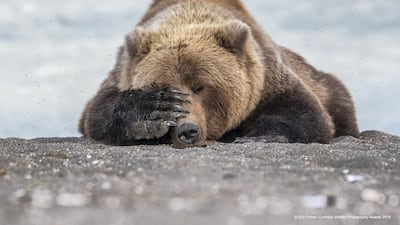 Environmental groups fear for Alaska's wildlife. Photo: Eric Fisher