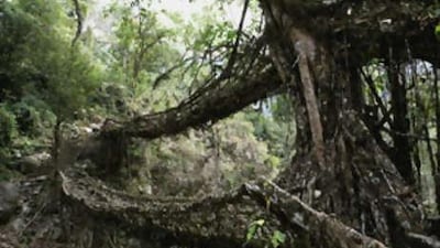 One of the several living root bridges on the outskirts of Cherrapunji, Meghalaya. The bridges are built from the roots of rubber trees and get stronger as they grow older.