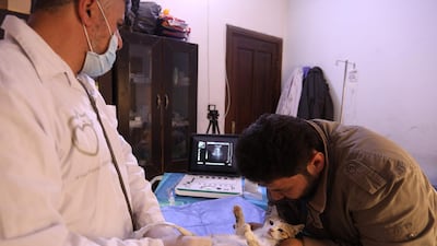 Mohammed Alaa al-Jaleel helps hold a feline patient on her back as an ultrasound probe is rolled across her pregnant belly at Ernesto's Cat Sanctuary. AFP