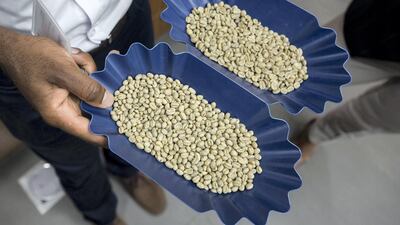 Raw beans look like this before they are roasted