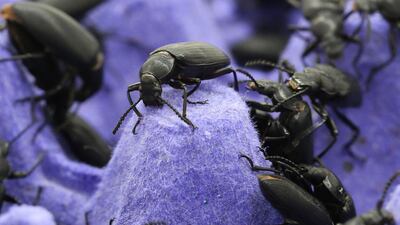 Darkling beetles that will create the next batch of 'superworms' at Jassem Buabbas's farm in Kuwait. AFP