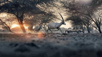 The vast expanse of sand dunes in the Empty Quarter is home to the iconic Arabian oryx. Wam