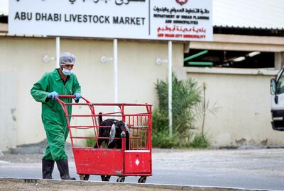 A goat being carted from the Abu Dhabi Livestock Market to the public slaughterhouse across the street. Victor Besa / The National