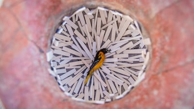A view inside Ali Cherri's 'Hybrid 1', at the "earth" pavilion of Jaou Tunis