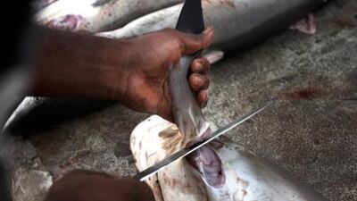 While the UAE has done much to protect sharks in its waters, more steps could be taken.