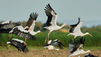Storks fly over fields in Buettelborn near Frankfurt, Germany. AP
