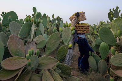 Prickly pears, a seasonal fruit also known as cactus fruit, are grown at a farm in the village of Mit Kinahh in Al Qalyubia, Egypt. AFP