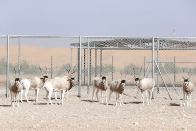 Another 25 addax have been released into a game reserve in Chad as part of ongoing conservation efforts. Khushnum Bhandari / The National