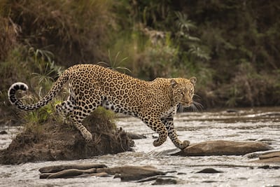 The catwalk by Shashwat Harish, from Kenya, was among the highly commended images. Shashwat Harish/Wildlife Photographer of the Year