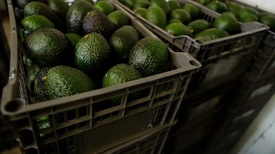 Avocado prices surged to a 24-year high amid tightening supplies in Mexico. AP