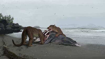 The 'bear dog' would have eaten carrion such as dolphin, as well as hunting large prey. Photo: Denny Navarra