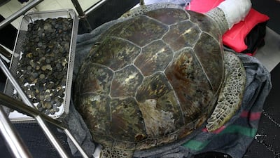 File photo of Omsin, a 25 year old femal green sea turtle, resting next to a tray of coins that were removed from her stomach after the surgery at the Faculty of Veterinary Science, Chulalongkorn University in Bangkok, Thailand, March 6, 2017. Athit Perawongmetha/Reuters