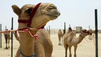 Anna Zacharias' camel racing blog provides fascinating insights, a reader has praised. Christopher Pike / The National