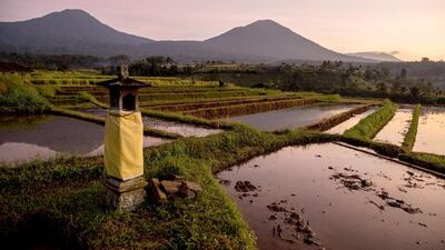 Forecasts indicate that El Nino is likely to develop around mid-year in Indonesia, which could keep local rice prices strong. The weather phenomenon usually brings dry conditions to Southeast Asia. Agung Parameswara / Getty Images