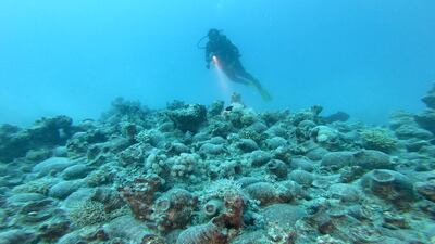 A large mound of jars found at the bottom of the sea bed found by the team. Photo: Massimo Bicciato Photo: MoC/UNIOR
