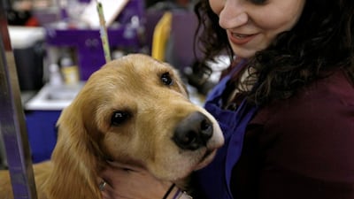 What a good boy: A golden retriever named Daniel is groomed in the benching area during of the second day of competition. EPA