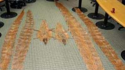 Crocodile and python skins are the most common illegal animal products to be sold in the UAE, officials say.