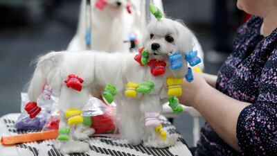 A Maltese is prepared for showing during the third day of the Crufts Dog Show. Darren Staples / Reuters