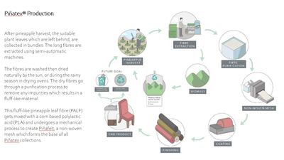The stages of production for Pinatex.