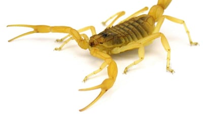 A death stalker scorpion is pictured in a defensive posture in this photo released on April 4, 2017. Arie van der Meijden / University of Porto / AFP Photo