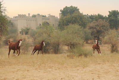 Suites categories - Alishaan and Shandaar - are named after legendary Marwari stallions. Photo: Rohet House