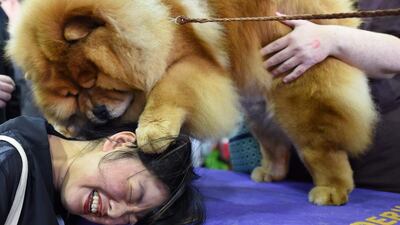 Candace Chien plays with a Chow Chow. Timothy A Clary / AFP Photo